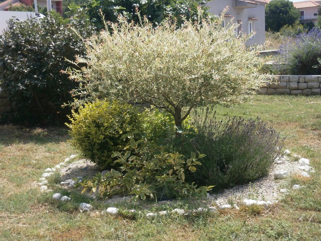 Apartment Maslina Bibinje Dış mekan fotoğraf