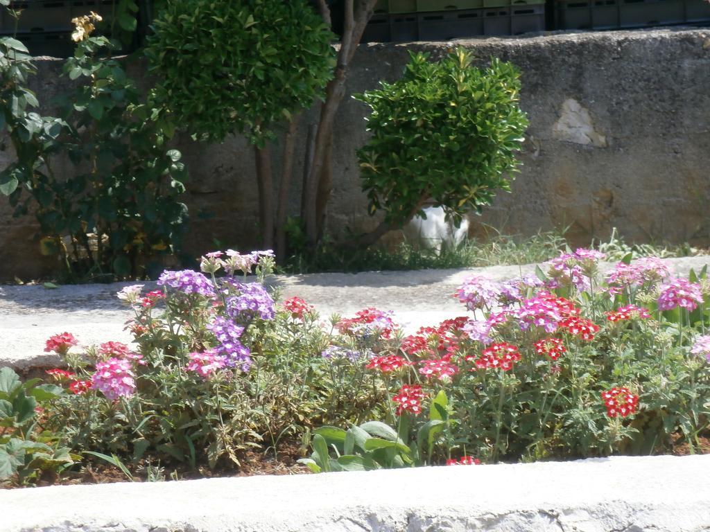 Apartment Maslina Bibinje Dış mekan fotoğraf